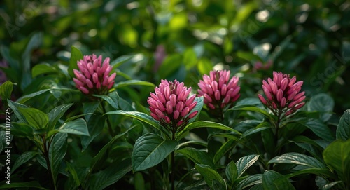 Beautiful pink pentas flowe...