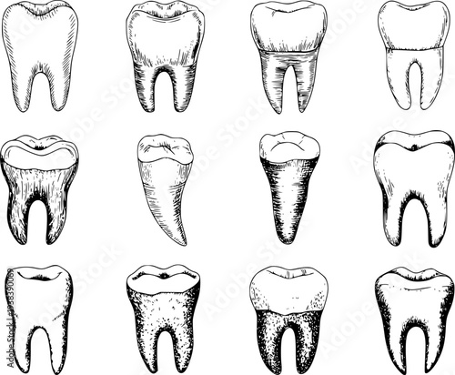 Collection of hand drawn black and white of human teeth showing roots and crowns