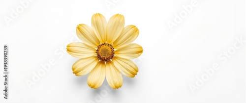 Detailed yellow cosmos flower isolated on a bright white surface with copy space