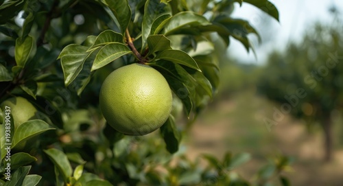 Developing pomelo fruit on ...