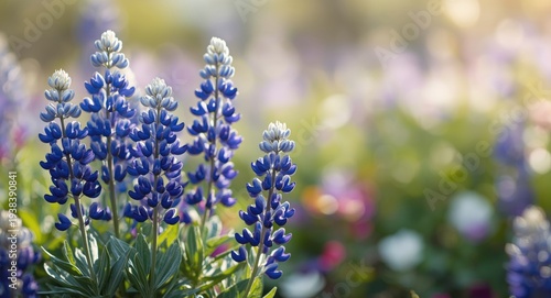Beautiful bluebonnet cluste...