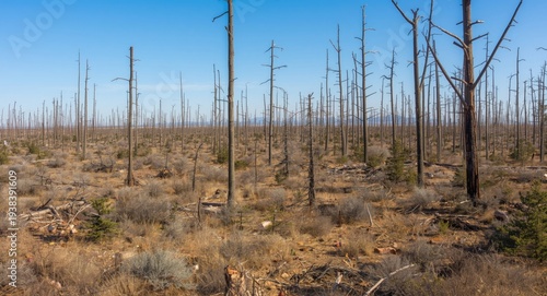 Sparse forest recovery afte...