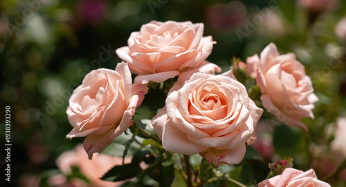 Beautiful pale pink roses f...