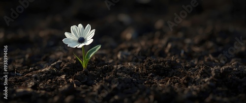 A brave flower pushing thro...