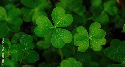 Close up of three leaved sh...