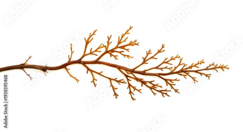 Single strand of brown blad...