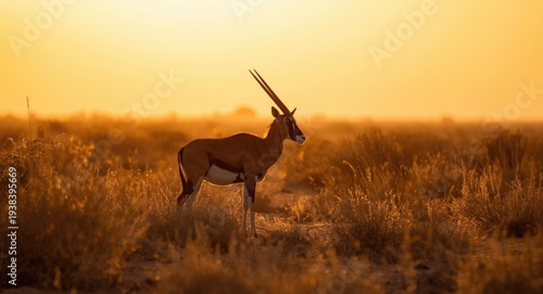 Arabian oryx standing alert...