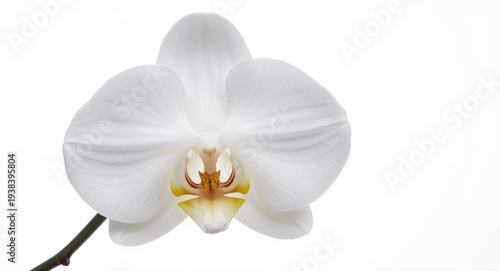 Delicate Phalaenopsis orchi...