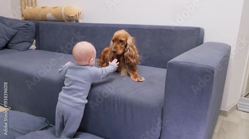 Adorable baby boy playing and petting his friendly english cocker spaniel dog on a blue sofa in the living room. Touching moment of friendship between a little child and his loving pet