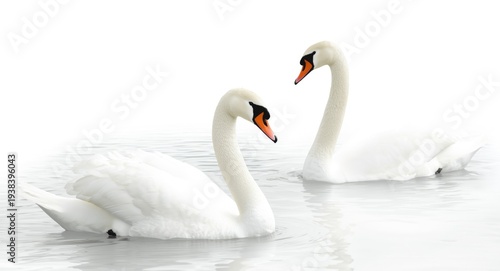 Elegant swans swimming grac...