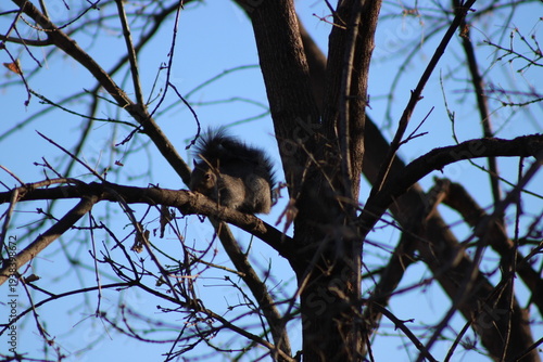 squirrel on a tree