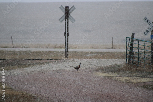 pheasant on the road