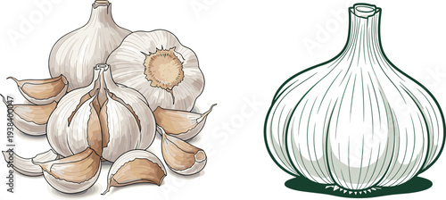 Garlic bulb vector illustration set. Whole garlic head, peeled cloves and garlic outline icon. Fresh organic cooking ingredient graphics for kitchen design and healthy food concept.
