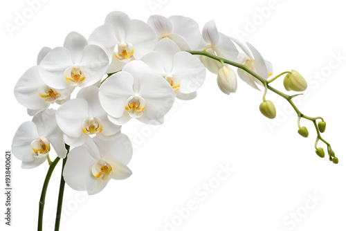 White Phalaenopsis Orchid Blooming Branch Pure Elegant Moth Orchid Flowers Buds