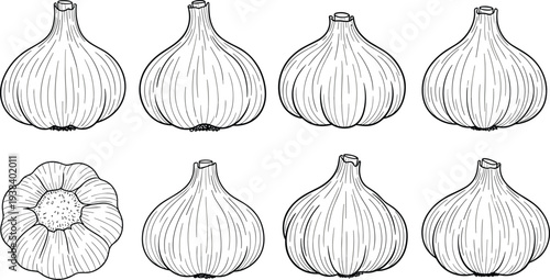 Garlic line art vector set. Whole garlic bulbs and garlic cross section outline illustrations. Organic vegetable sketch collection for cooking design, kitchen ingredients and farm food concept.