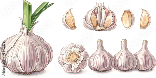 Garlic vegetable vector set. Whole garlic bulbs, cloves and sliced garlic illustration. Fresh organic cooking ingredient collection for kitchen design, food menu, farm vegetable concept.