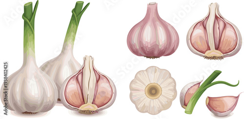 Garlic vegetable vector set. Whole garlic bulbs, cut garlic head and peeled cloves illustration. Fresh organic cooking ingredient collection for kitchen design and healthy food concept.