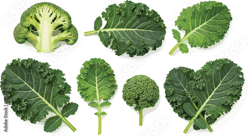 Kale and broccoli leaves vector set. Fresh green leafy vegetables illustration collection. Organic healthy salad greens for cooking design, vegetarian food and farm vegetable concept.