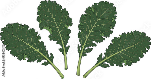 Kale leaves vector illustration set. Fresh green kale vegetable isolated leaves collection. Organic healthy salad greens for cooking design, vegetarian food and farm vegetable concept.