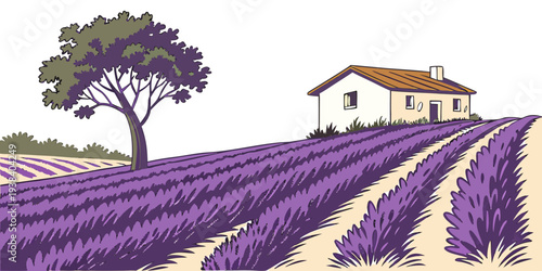 A serene landscape of rolling hills covered in vibrant purple lavender fields. Vector
