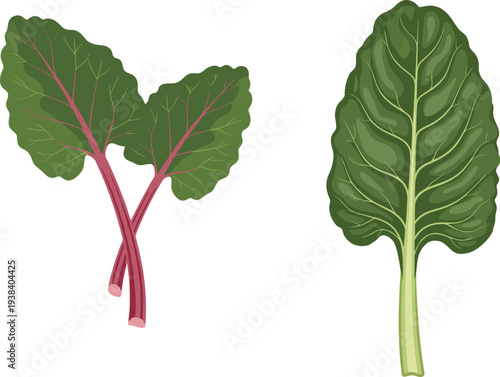 Swiss chard and leafy greens vector illustration. Fresh green vegetable leaves with red stems. Organic healthy salad greens for cooking design, vegetarian food and farm vegetable concept.
