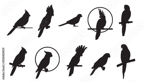 Birds silhouettes set with various parrot species and a cardinal, isolated on white background. featuring silhouette, cockatoo, macaw with avian and