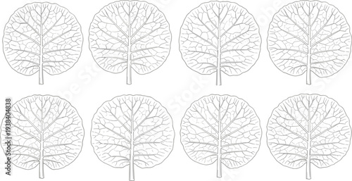 Tree line art illustration set. Round tree outline drawings isolated on transparent background. Botanical leaf vein structure for nature design, eco concept, landscape graphics.