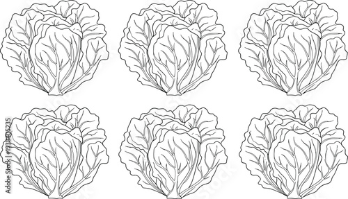 Cabbage line art illustration set. Fresh cabbage vegetable outline drawings isolated on transparent background. Organic farm vegetable sketch collection for food design and healthy cooking concept.