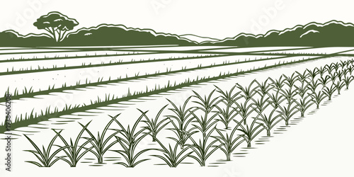 A serene landscape of a vast field with rows of crops under a clear sky Vector