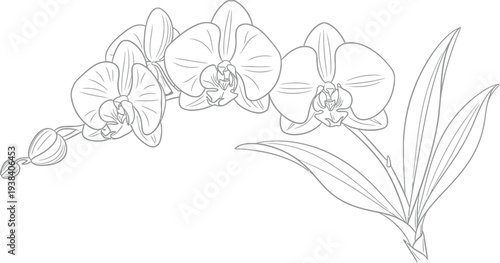 Elegant orchid blossom line art illustration ready for coloring or detailed design projects