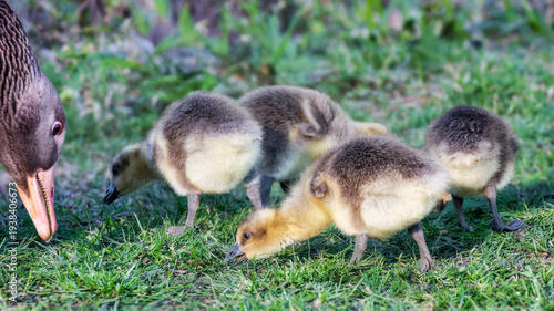 Nahaufnahme einer Gänsefamilie mit vier Küken im Gras auf der Futtersuche an einem sonnigen Tag