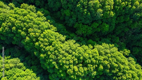 Aerial View of Lush Green Forest Canopy