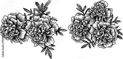 Vintage peony flowers with leaves illustration, elegant botanical elements for design