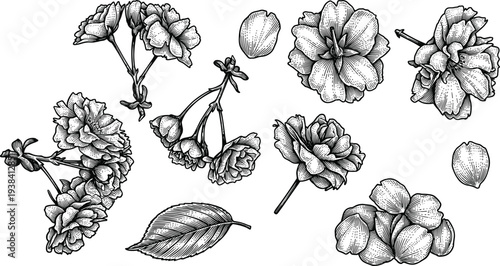 Vintage etched hand drawn spring flowers set engraving style blossoms plants