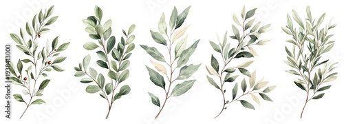 PNG Elegant watercolor botanical leaf illustrations on transparent background