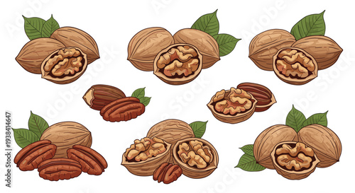 Detailed illustrations of whole and cracked walnuts and pecans with green leaves, showcasing healthy nuts for food and nutrition-themed designs.