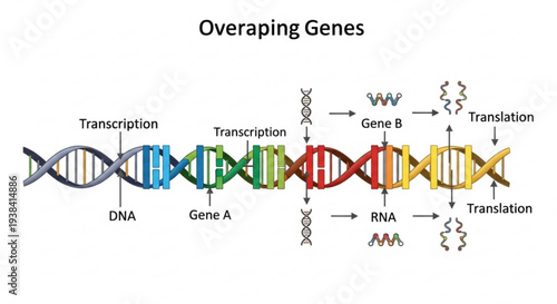 Overlapping genes illustration showing dna transcription and translation process with colorful double helix structure and labeled gene