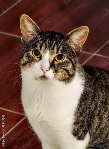 Portrait of very beautiful domestic cat indoor