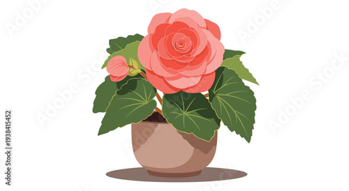 Beautiful pink begonia flower plant with green leaves is shown growing in a simple brown ceramic pot on a clean white background.
