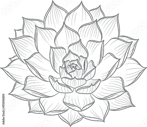 Detailed black and white line drawing of a beautiful succulent plant.