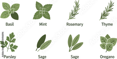 Collection of common culinary herbs illustrated with basil mint rosemary thyme parsley sage oregano