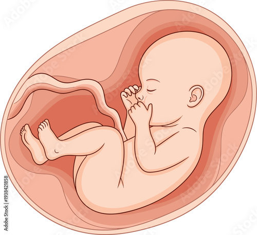 Human Fetus Development in Womb Medical Pregnancy Anatomy Vector Illustration for Prenatal Growth Obstetrics Healthcare Education and Baby Development Concept