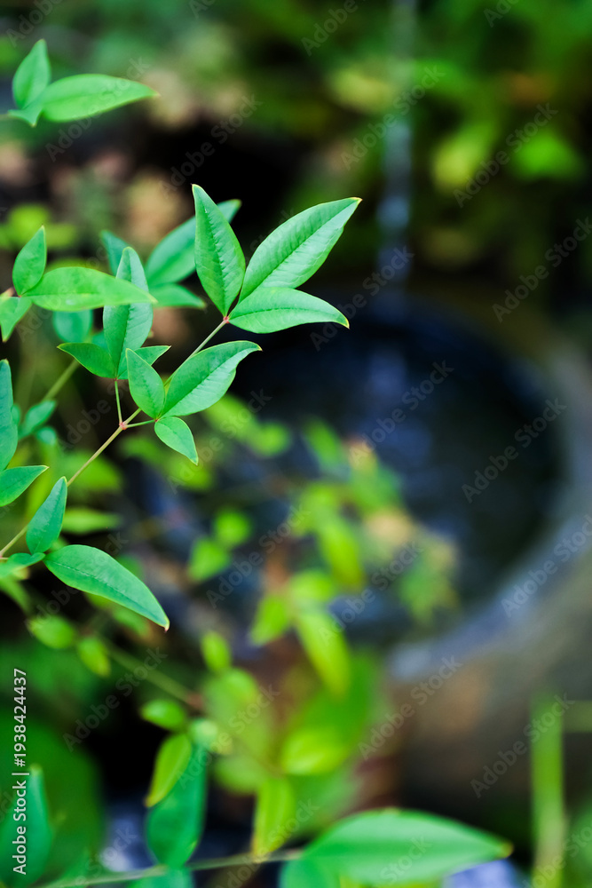 Obraz premium Outdoor green plants