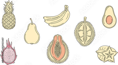 Tropical Fruit Collection with Pineapple Banana Pear Avocado Dragon Fruit Papaya Durian Starfruit Exotic Fresh Food Vector Illustration