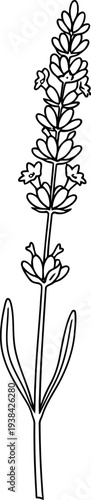 Simple hand drawn lavender sprig botanical illustration line art on white.