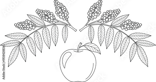 Outline illustration of a fresh apple surrounded by symmetrical berry branches
