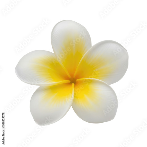 Single white and yellow plumeria flower with five petals isolated on a transparent background