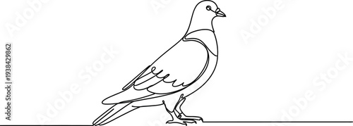 Minimalist one line drawing depicting a common pigeon standing calmly on a surface