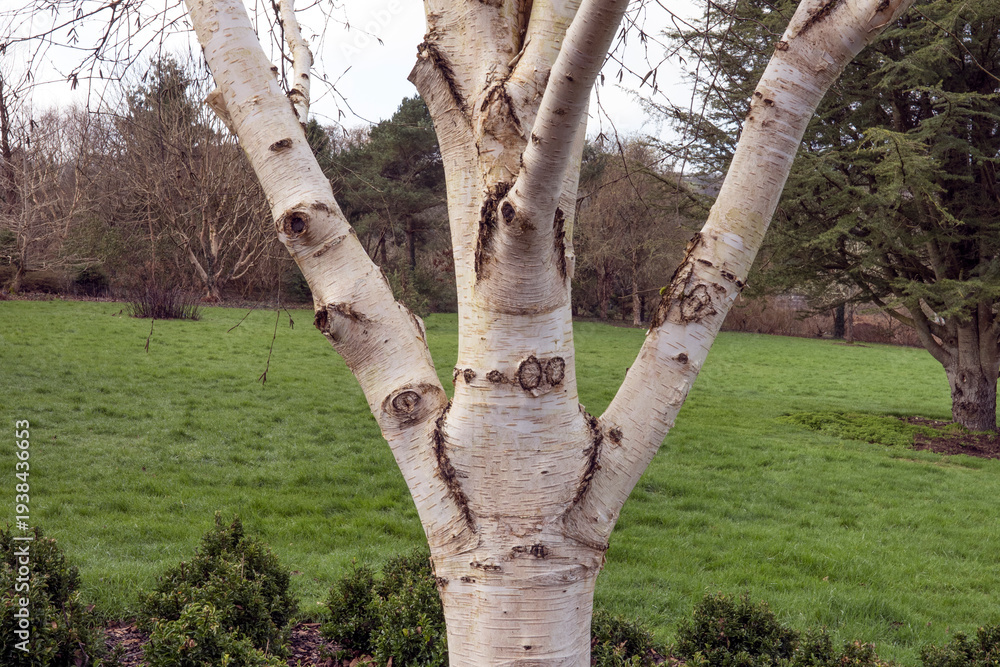 Fototapeta premium Betula Utilis white bark tree