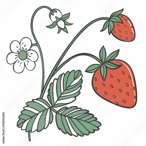 A delicate illustration of a strawberry plant with three ripe strawberries and a white flower. Vector